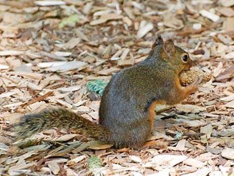 Douglas' Squirrel (Tamiasciurus douglasii)