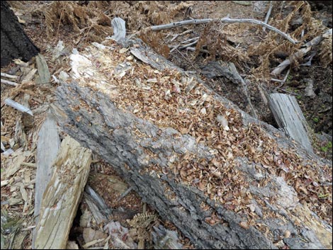 Douglas' Squirrel (Tamiasciurus douglasii)