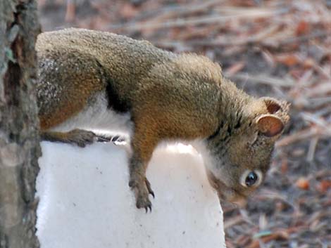 Red Squirrel (Tamiasciurus hudsonicus)