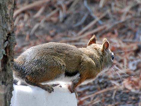 Red Squirrel (Tamiasciurus hudsonicus)