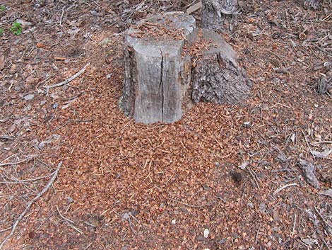 Red Squirrel (Tamiasciurus hudsonicus)