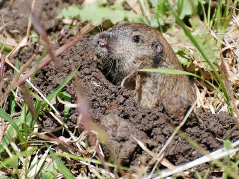 Valley Pocket Gopher