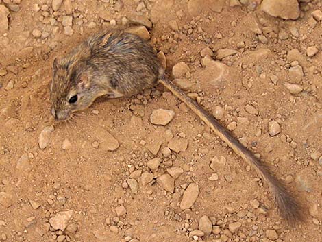 Long-tailed Pocket Mouse (Chaetodipus formosus)