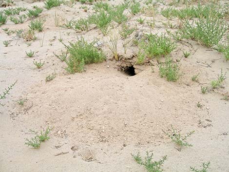 Desert Kangaroo Rat (Dipodomys deserti)