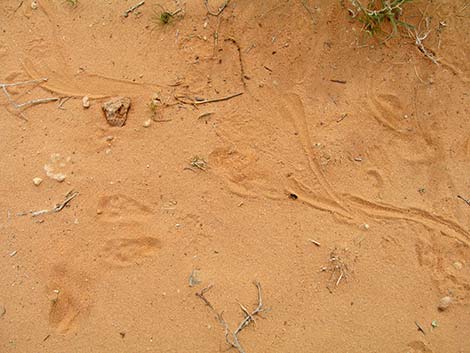 Desert Kangaroo Rat (Dipodomys deserti)