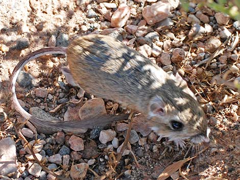 Merriam's Kangaroo Rat (Dipodomys merriami)