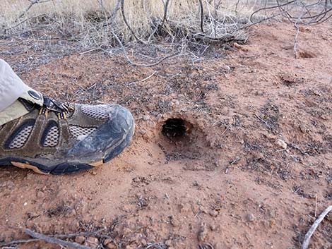 Merriam's Kangaroo Rat (Dipodomys merriami)