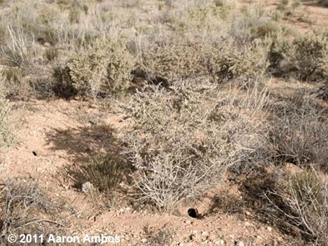 Chisel-toothed Kangaroo Rat (Dipodomys microps)