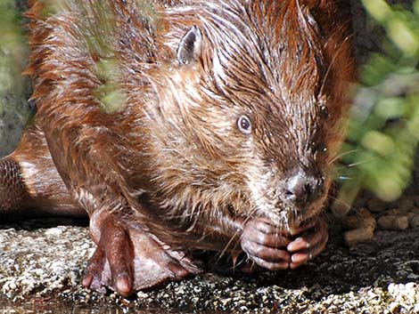 Beaver (Castor canadensis)