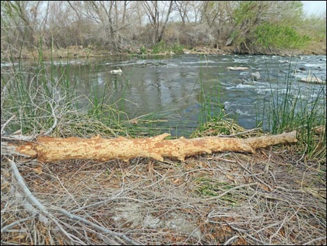 American Beaver (Castor canadensis)