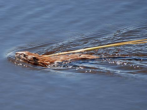 Muskrat (Ondatra zibethicus)