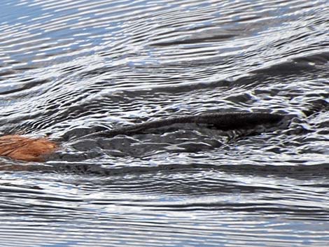 Muskrat (Ondatra zibethicus)