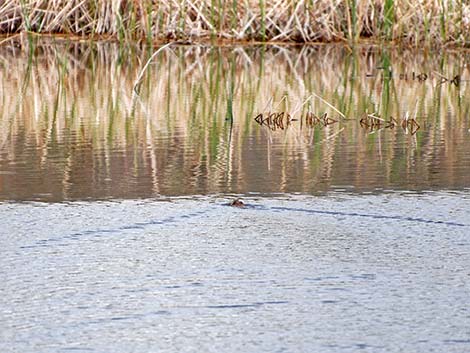 Muskrat (Ondatra zibethicus)