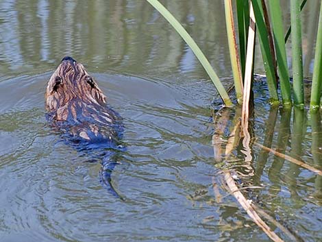 Muskrat (Ondatra zibethicus)