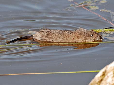 Muskrat (Ondatra zibethicus)