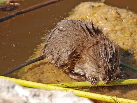 Muskrat (Ondatra zibethicus)