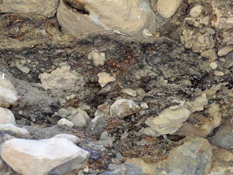 Desert Woodrat (Neotoma lepida) Midden