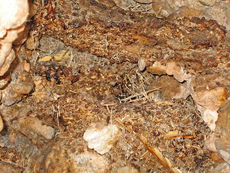 Desert Woodrat (Neotoma lepida)