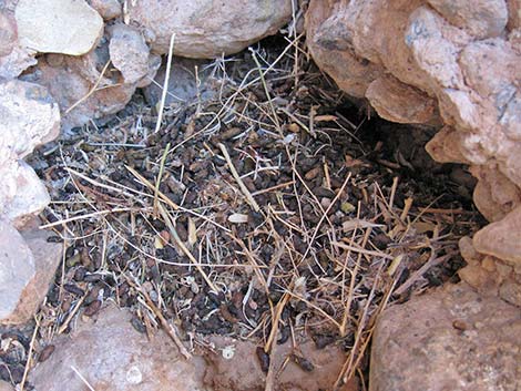 Desert Woodrat (Neotoma lepida) Midden