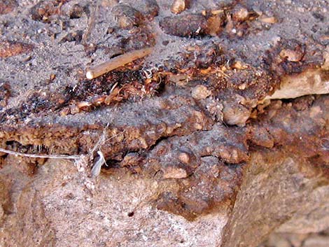 Desert Woodrat (Neotoma lepida) Midden