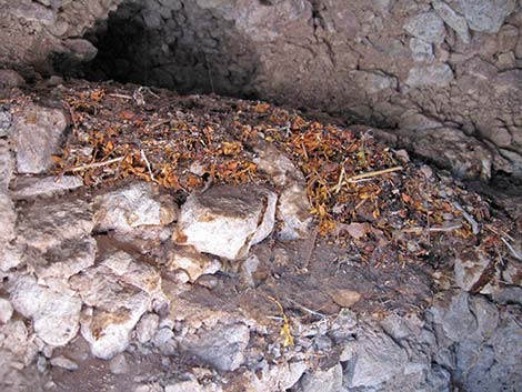 Desert Woodrat (Neotoma lepida) Midden