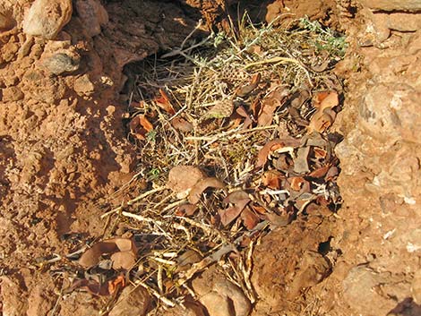 Desert Woodrat (Neotoma lepida) Midden