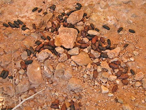 Desert Woodrat (Neotoma lepida) Midden