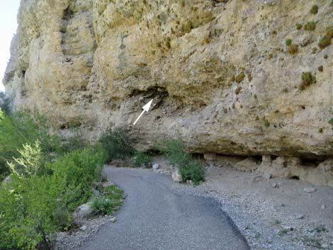 Desert Woodrat (Neotoma lepida) Midden