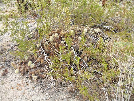 Desert Woodrat (Neotoma lepida) Nest