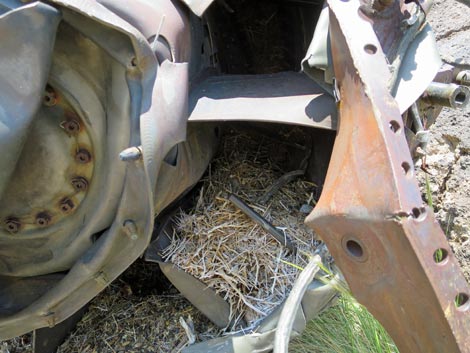 Desert Woodrat (Neotoma lepida) Nests