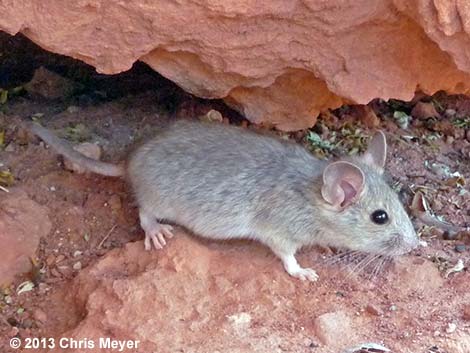 Desert Woodrat (Neotoma lepida)