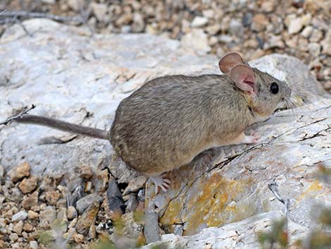 Desert Woodrat (Neotoma lepida)