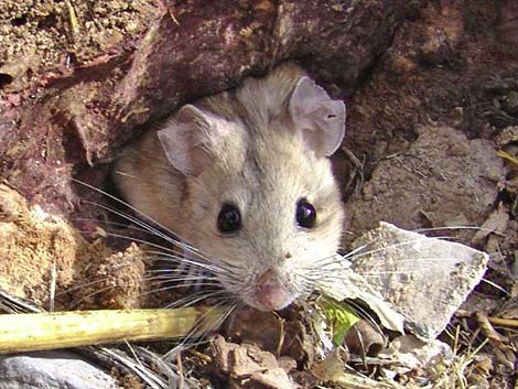 Desert Woodrat (Neotoma lepida)