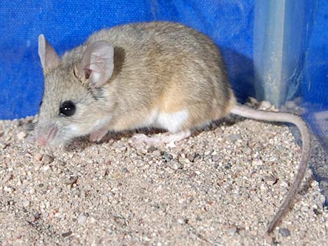 deer mouse