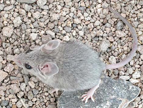 Cactus Mouse (Peromyscus eremicus)