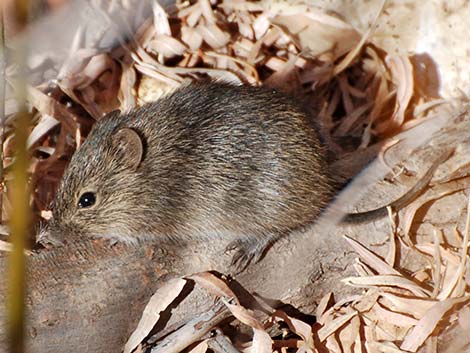 Hispid Cotton Rat (Sigmodon hispidus)