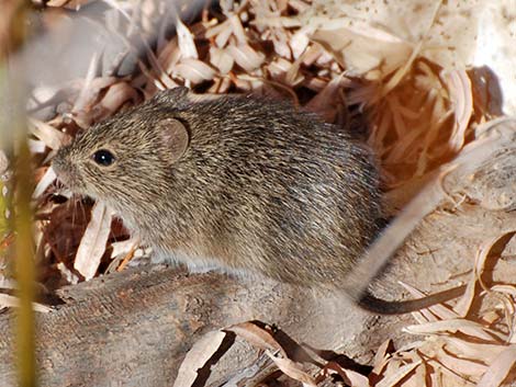 Hispid Cotton Rat (Sigmodon hispidus)