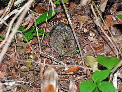 Hispid Cotton Rat (Sigmodon hispidus)