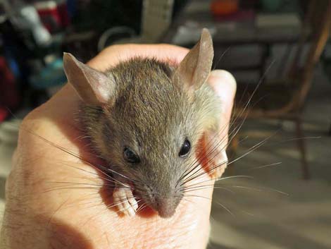 Black Rat (Rattus rattus)