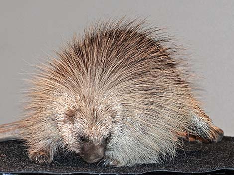 North American Porcupine (Erethizon dorsata)