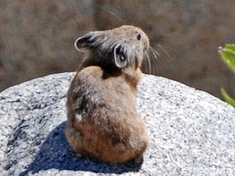 American Pika (Ochotona princeps)