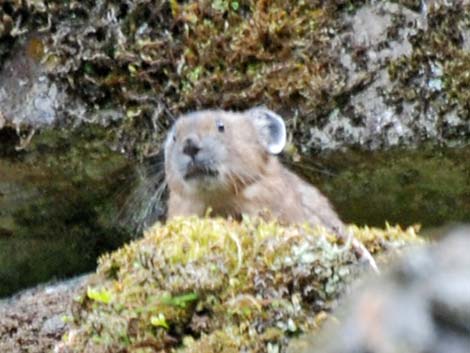 American Pika (Ochotona princeps)