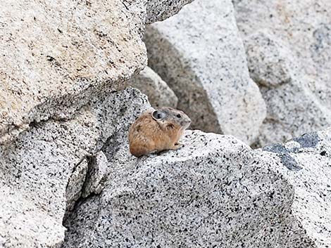 American Pika (Ochotona princeps)