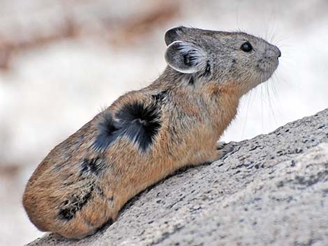 American Pika (Ochotona princeps)