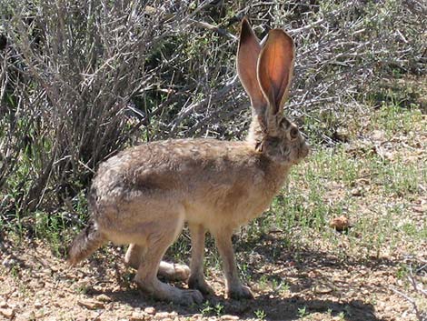 Black-tailed Jackrabbit (Lepus californicus)