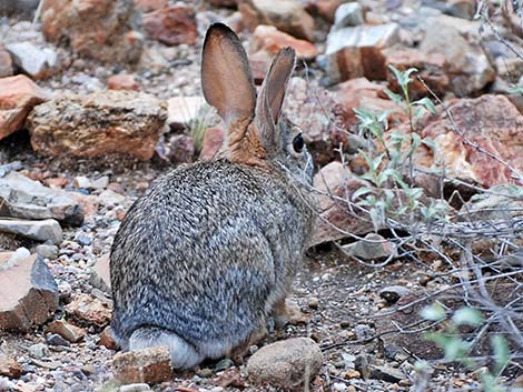 Desert Cottontail (Sylvilagus audubonii)