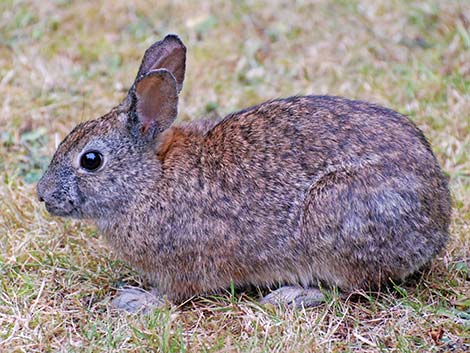 Brush Rabbit (Sylvilagus bachmani)