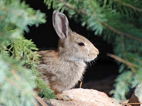 Mountain Cottontail (Sylvilagus nuttalli)