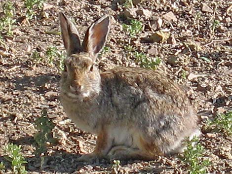 Mountain Cottontail (Sylvilagus nuttalli)