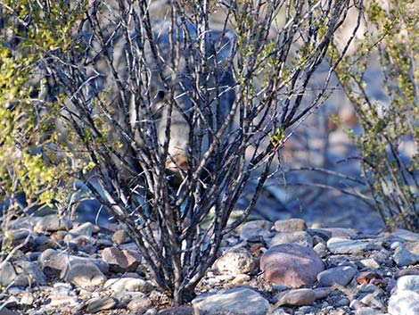 Collared Peccary, Javelina (Pecari tajacu)